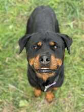 BAGHEERA, Hund, Rottweiler in Italien - Bild 6