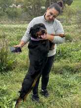 BAGHEERA, Hund, Rottweiler in Italien - Bild 7