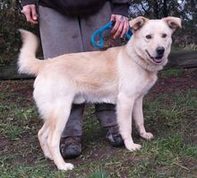 MARLEY, Hund, Mischlingshund in Slowakische Republik - Bild 16
