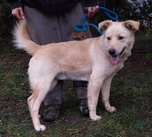 MARLEY, Hund, Mischlingshund in Slowakische Republik - Bild 2