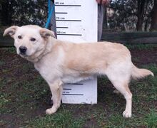 MARLEY, Hund, Mischlingshund in Slowakische Republik - Bild 3