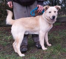 MARLEY, Hund, Mischlingshund in Slowakische Republik - Bild 4