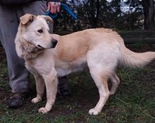 MARLEY, Hund, Mischlingshund in Slowakische Republik - Bild 5