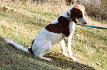 SOTIRIA, Hund, Mischlingshund in Griechenland - Bild 10