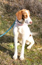SOTIRIA, Hund, Mischlingshund in Griechenland - Bild 11