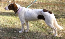 SOTIRIA, Hund, Mischlingshund in Griechenland - Bild 7