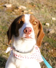 SOTIRIA, Hund, Mischlingshund in Griechenland - Bild 8