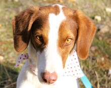 SOTIRIA, Hund, Mischlingshund in Griechenland - Bild 9