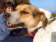 RODRIGUEZ, Hund, Mischlingshund in Griechenland - Bild 3