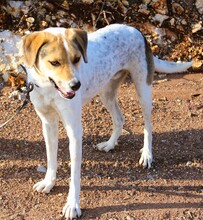 RODRIGUEZ, Hund, Mischlingshund in Griechenland - Bild 6