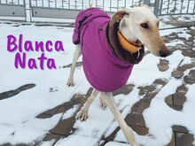 BLANCANATA, Hund, Galgo Español in Bühlertann - Bild 1