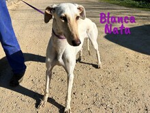 BLANCANATA, Hund, Galgo Español in Bühlertann - Bild 10