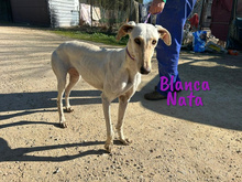 BLANCANATA, Hund, Galgo Español in Bühlertann - Bild 13