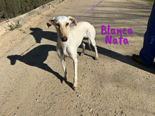 BLANCANATA, Hund, Galgo Español in Bühlertann - Bild 14