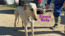 BLANCANATA, Hund, Galgo Español in Bühlertann - Bild 15