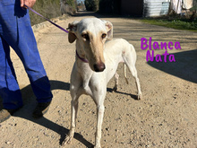 BLANCANATA, Hund, Galgo Español in Bühlertann - Bild 16