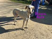 BLANCANATA, Hund, Galgo Español in Bühlertann - Bild 17