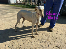 BLANCANATA, Hund, Galgo Español in Bühlertann - Bild 18