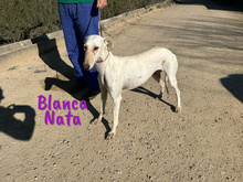 BLANCANATA, Hund, Galgo Español in Bühlertann - Bild 19