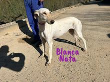 BLANCANATA, Hund, Galgo Español in Bühlertann - Bild 21