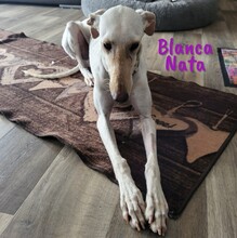 BLANCANATA, Hund, Galgo Español in Bühlertann - Bild 4