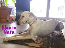 BLANCANATA, Hund, Galgo Español in Bühlertann - Bild 6