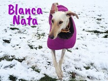 BLANCANATA, Hund, Galgo Español in Bühlertann - Bild 7