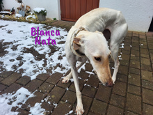 BLANCANATA, Hund, Galgo Español in Bühlertann - Bild 9