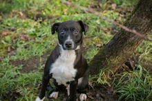 KIJKO, Hund, Mischlingshund in Kroatien - Bild 1