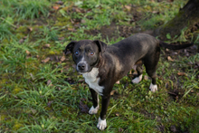 KIJKO, Hund, Mischlingshund in Kroatien - Bild 2