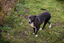 KIJKO, Hund, Mischlingshund in Kroatien - Bild 3