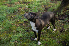 KIJKO, Hund, Mischlingshund in Kroatien - Bild 5