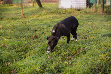 KIJKO, Hund, Mischlingshund in Kroatien - Bild 6