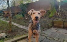 EMIL, Hund, Terrier-Mix in Bochum - Bild 2