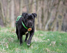 FROZEN, Hund, Cane Corso-Mix in Herzberg - Bild 1