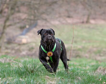 FROZEN, Hund, Cane Corso-Mix in Herzberg - Bild 2