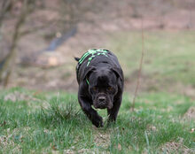 FROZEN, Hund, Cane Corso-Mix in Herzberg - Bild 3