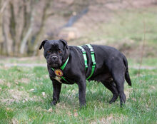 FROZEN, Hund, Cane Corso-Mix in Herzberg - Bild 4