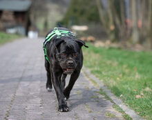 FROZEN, Hund, Cane Corso-Mix in Herzberg - Bild 5