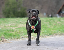 FROZEN, Hund, Cane Corso-Mix in Herzberg - Bild 6