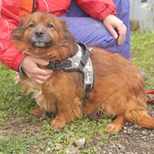 JADEN, Hund, Mischlingshund in Rumänien - Bild 11