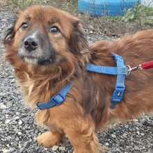 JADEN, Hund, Mischlingshund in Rumänien - Bild 12
