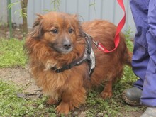 JADEN, Hund, Mischlingshund in Rumänien - Bild 13