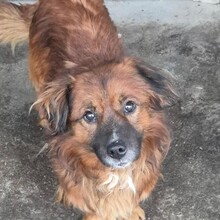 JADEN, Hund, Mischlingshund in Rumänien - Bild 15