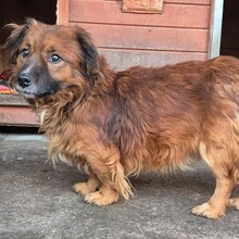 JADEN, Hund, Mischlingshund in Rumänien - Bild 16