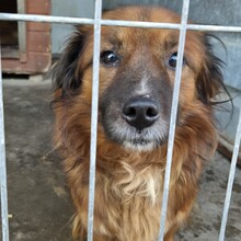 JADEN, Hund, Mischlingshund in Rumänien - Bild 17