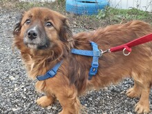 JADEN, Hund, Mischlingshund in Rumänien - Bild 8