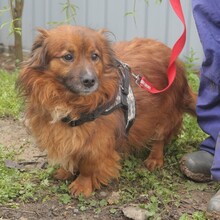 JADEN, Hund, Mischlingshund in Rumänien - Bild 9