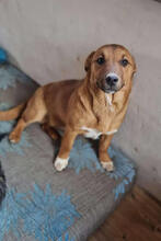 JASPER, Hund, Mischlingshund in Kroatien - Bild 2