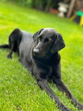 FEROX, Hund, Labrador Retriever in Ahlen - Bild 1